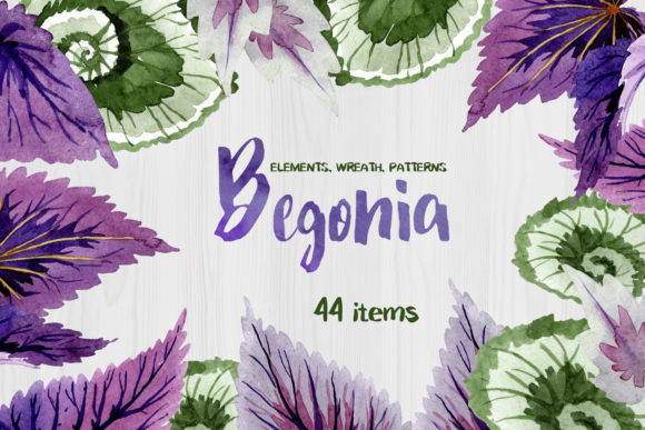 Decorative Begonia Purple Watercolor: A Designer's Guide